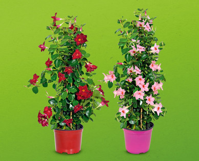 Dipladenia