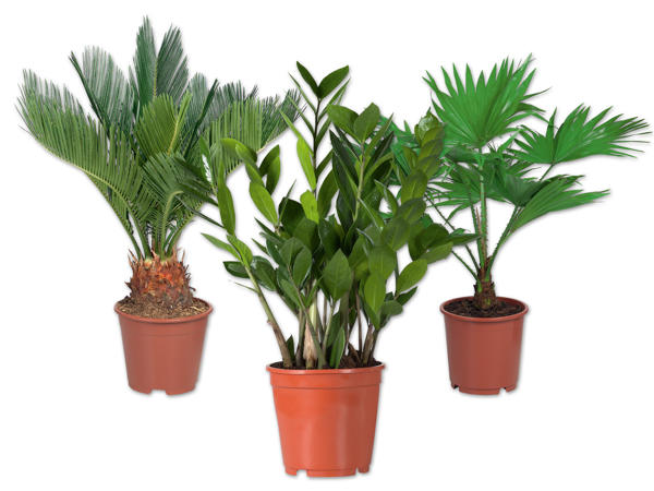 Exklusive Palme