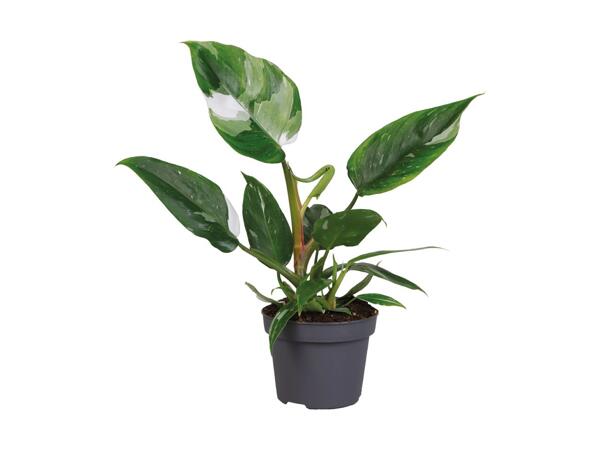 Philodendron