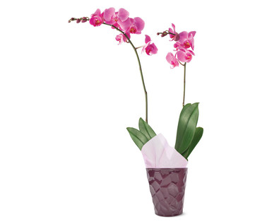5" Easy Orchid