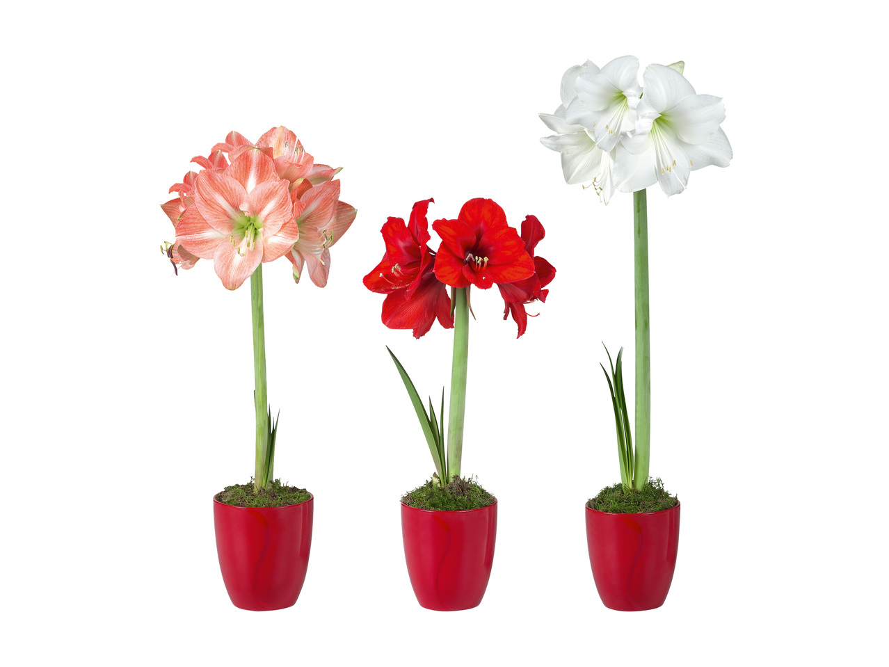 AMARYLLIS I KERAMIKKRUKA