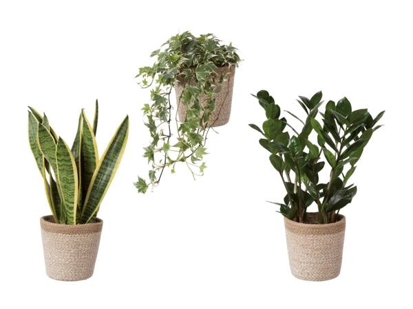 Grøn plante i skjuler