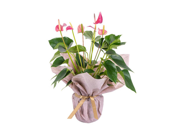 Mother's Day Anthurium or Azalea