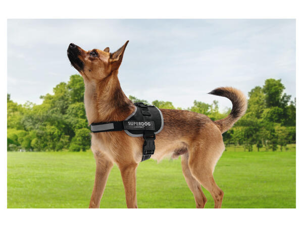 Dog Harness