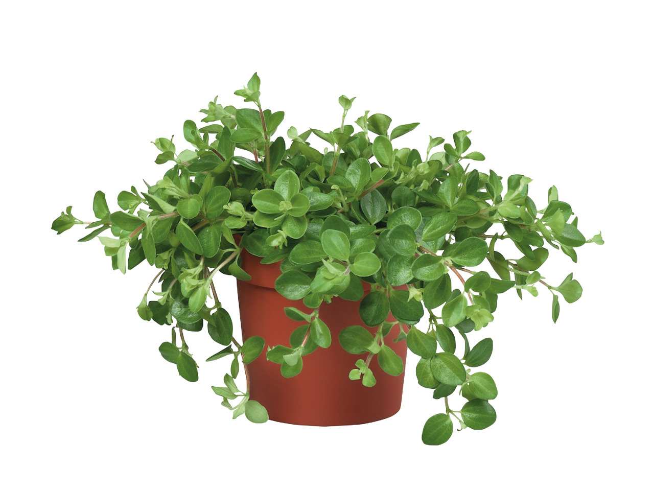 Assorted Green Houseplants1