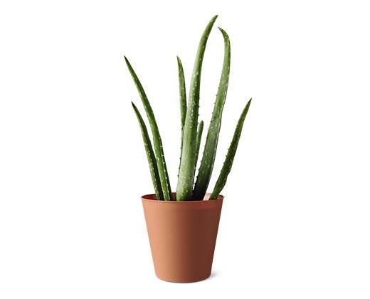 Aloe Vera Plant