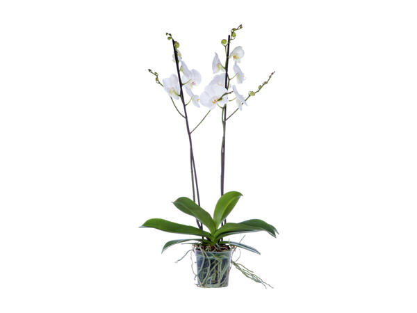 Phalaenopsis Maxi, 2 stems