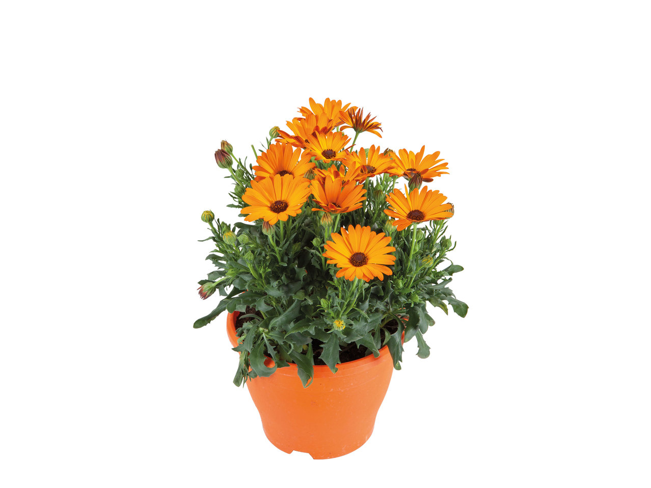Spanische Margerite