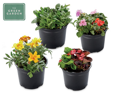 Summer Bedding Pots