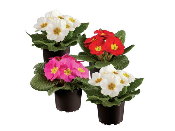 Primula acaulis