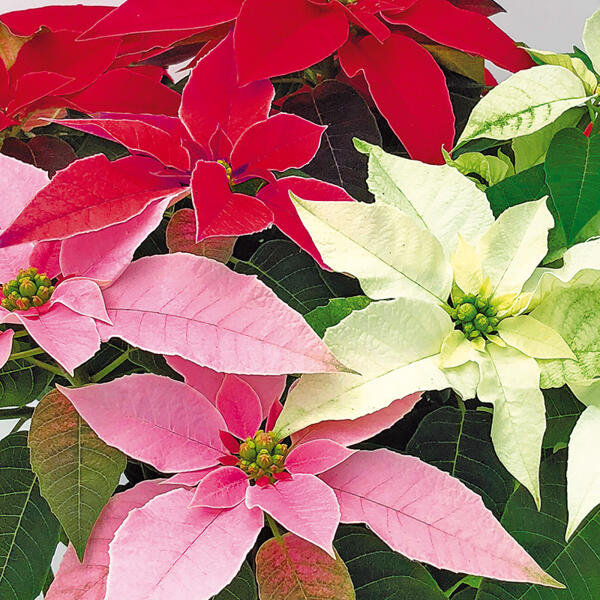 Weihnachtsstern "Princettia Trio / Mix" Busch