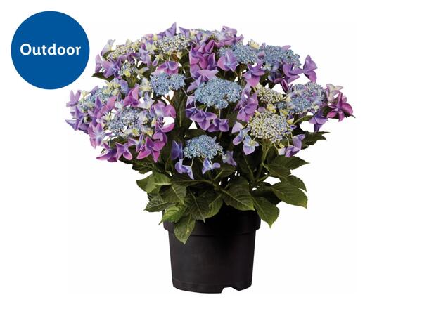 Garden Hydrangea