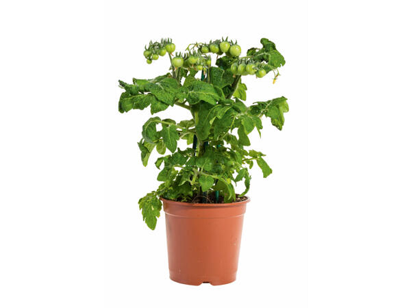 Plants de légumes