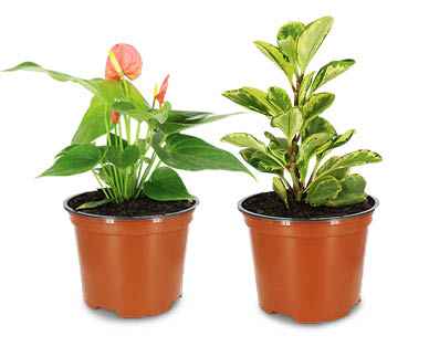 Assorted Indoor or Patio Plants 175mm
