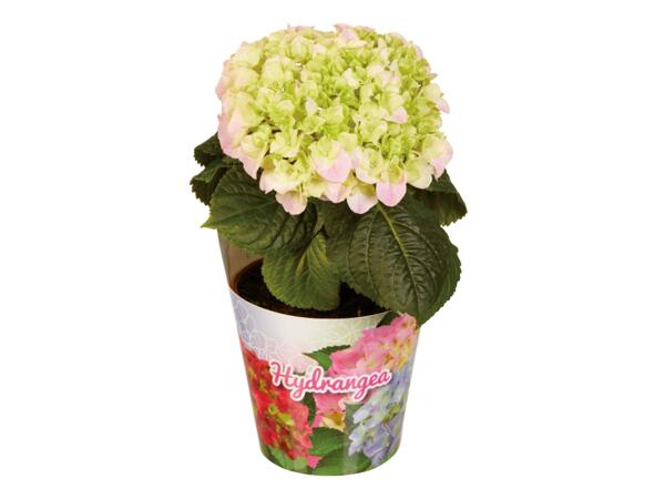 Mother's Day Hydrangea