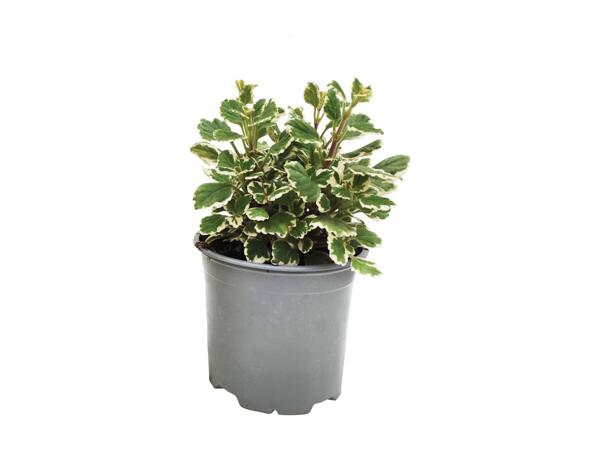 Plectranthus