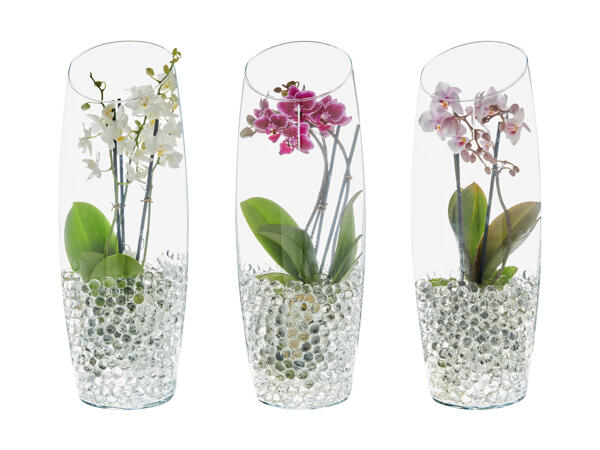 Phalaenopsis dans un vase en verre