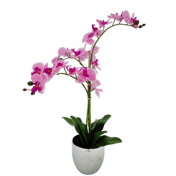 Orchidee in pot
