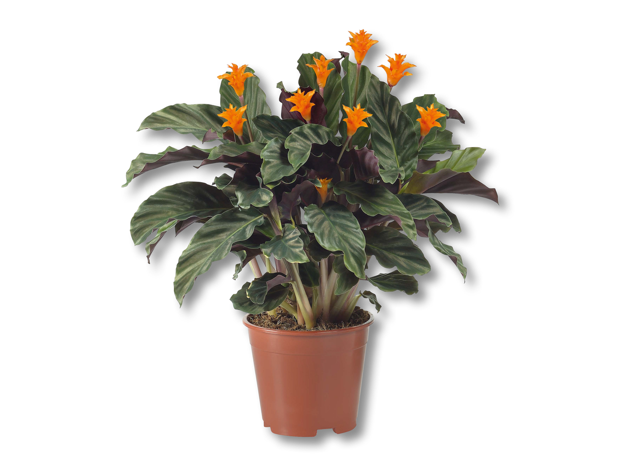 Calathea crocata