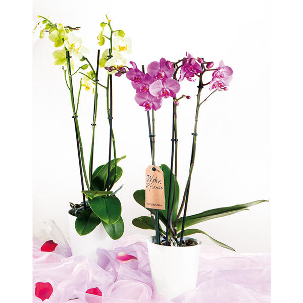Orchidee "Phalaenopsis"