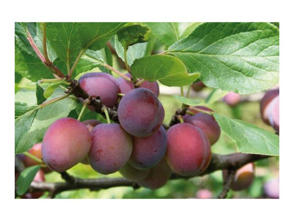 British Fruit Trees