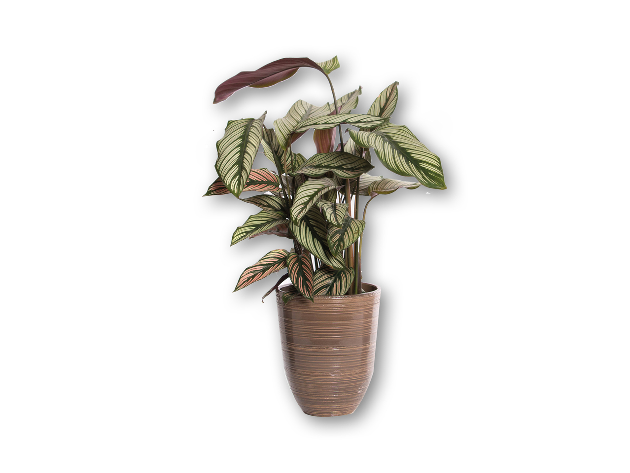 Calathea i keramik
