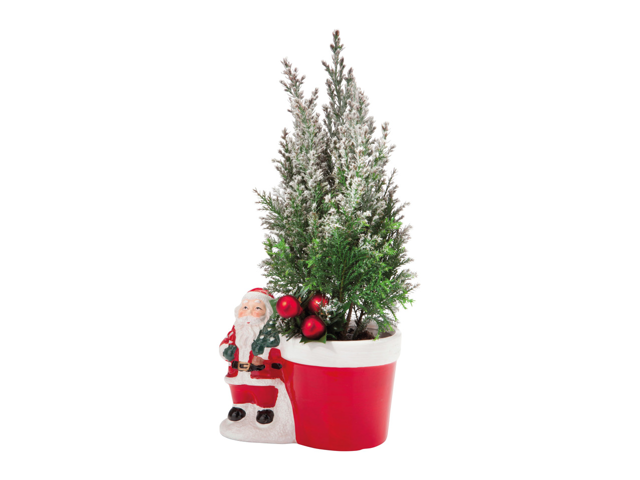 Christmas Conifer Planter1