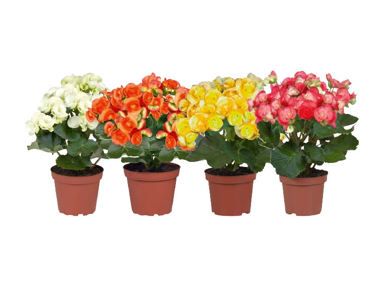 Bégonias