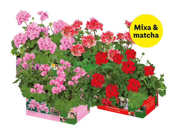 Pelargoner, stående och hängande
