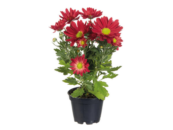 Mini Chrysanthemum