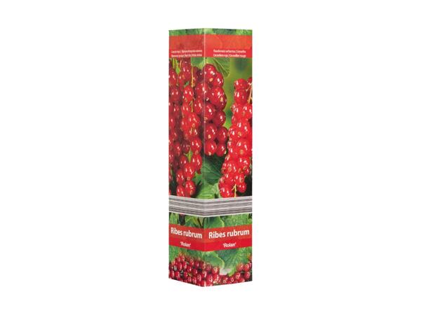 Berry Bushes