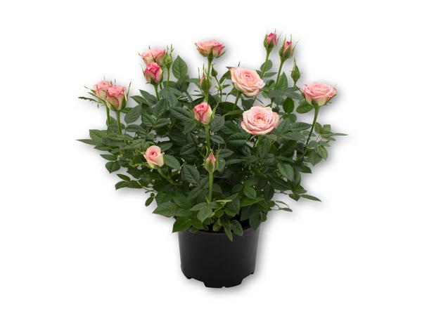 Dansk rose