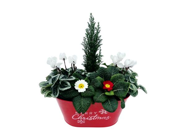 Christmas Oval Planter