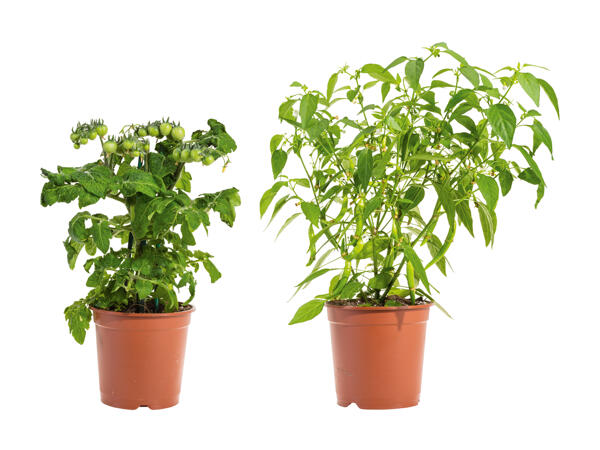Légumes de balcon