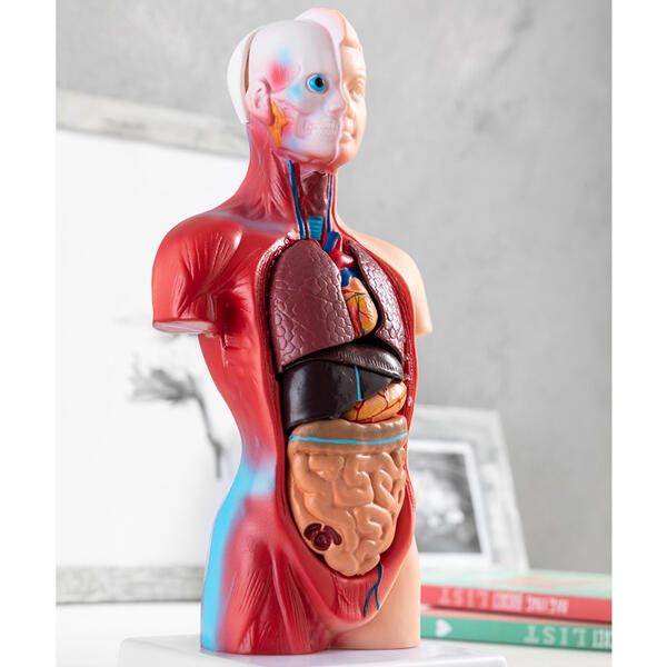 Anatomisches Körpermodell