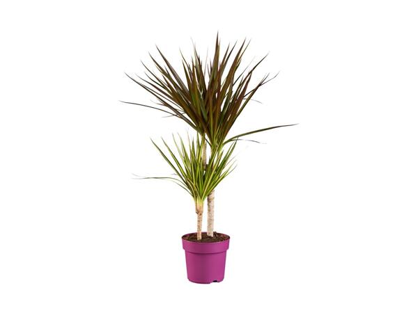 Dracaena in Coloured Pot