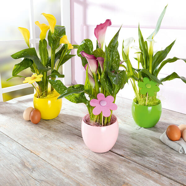 Calla