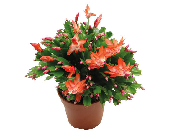 Schlumbergera extra groß