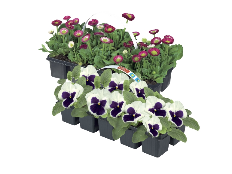 Spring Bedding Plants