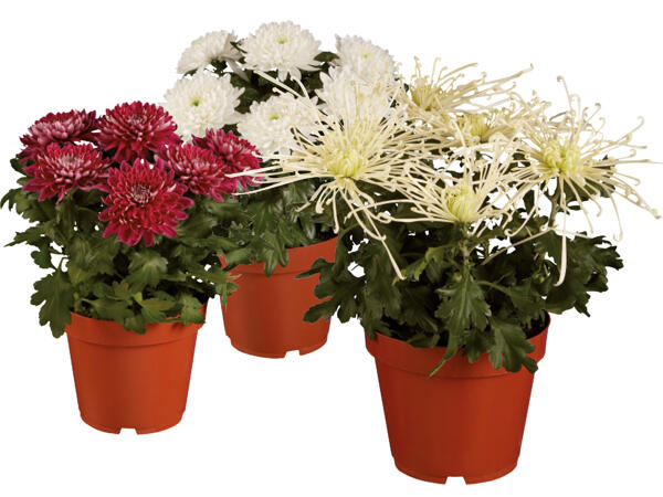 Chrysantheme