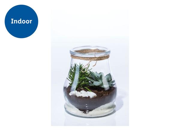 Mini Garden Terrarium