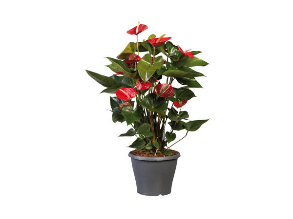 Flamingoblomst