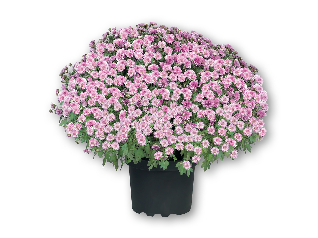 Chrysanthemum