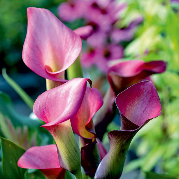 Calla