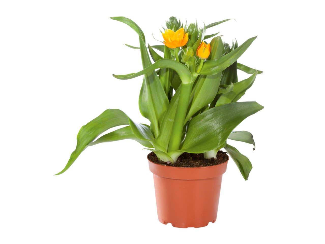 ORANGE STJÄRNLÖK