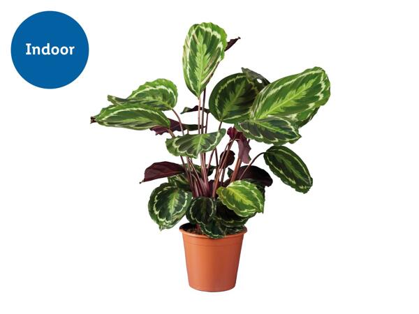 Calathea