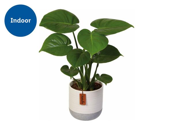 Assorted Easy Care Houseplants