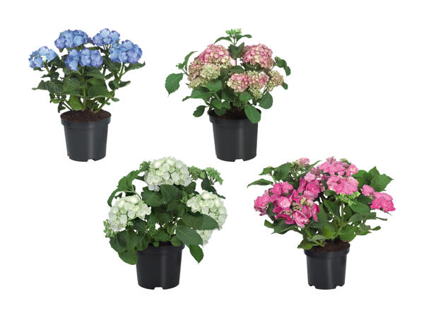 Hortensia de jardin