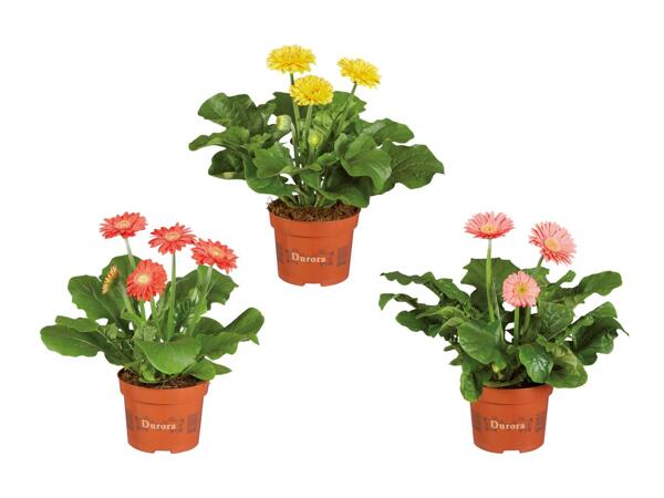 Gerbera