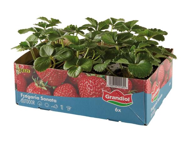 Strawberry Plants